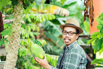 portrait of male farmer picking papaya fruit from the papaya plant