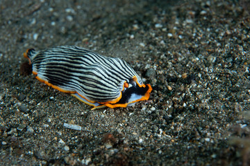 Nudibranch Armina sp. Anilao Philippines