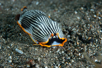 Nudibranch Armina sp. Anilao Philippines