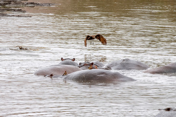 hippos fighting in kruger park south africa