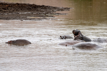 hippos fighting in kruger park south africa