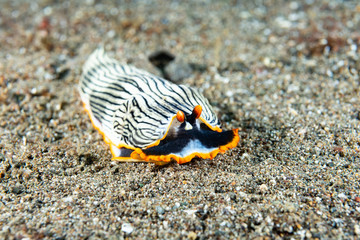 Fototapeta na wymiar Nudibranch Armina sp. Anilao Philippines