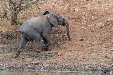 baby elephant waving trunk in kruger park south africa