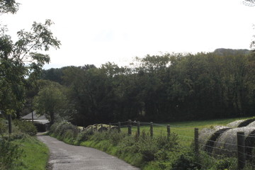 landscape with trees