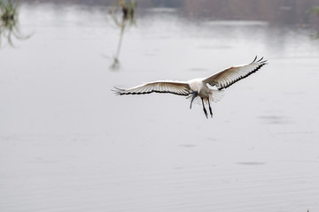 Sacred ibis bird flying in kruger park