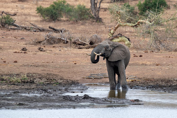 elephant drinking at the pool in kruger park south africa