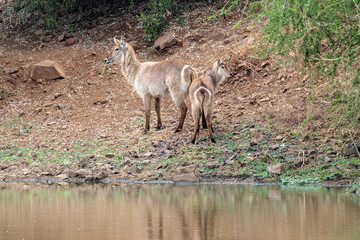 young newborn waterbuck antelope in kruger park south africa