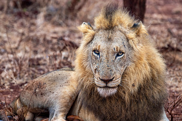 male lion in kruger park south africa