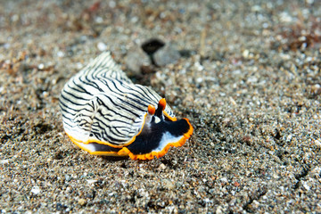 Nudibranch Armina sp. Anilao Philippines