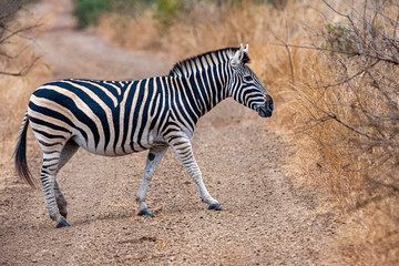 zebra crossing in kruger park south africa