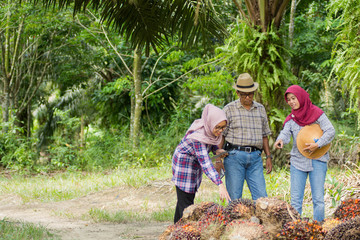 three muslim woman and man with palm oil fruit on the farm land at outdoors