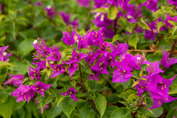 Fototapeta premium flowers with purple petals in the garden