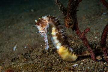 Obraz na płótnie Canvas Thorny Seahorse Hippocampus histrix
