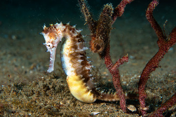 Thorny Seahorse Hippocampus histrix