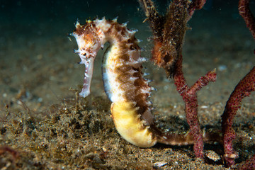 Thorny Seahorse Hippocampus histrix