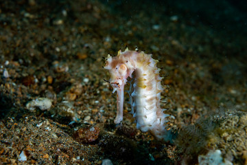 Thorny Seahorse Hippocampus histrix