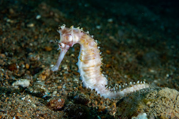 Thorny Seahorse Hippocampus histrix
