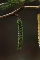 Closeup shot of the flower of the Prosopis juliflora