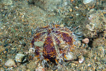 Globular sea urchin Mespilia globulus