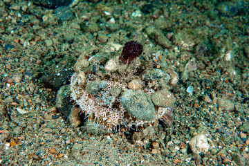 Flower Urchin Toxopneustes pileolus