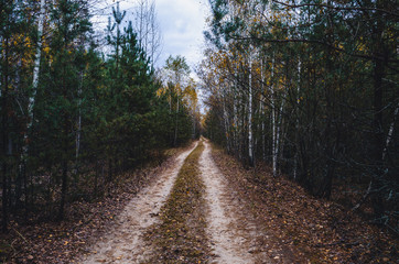Dirt road through a beautiful forest in autumn. Dirt road with yellow birches.