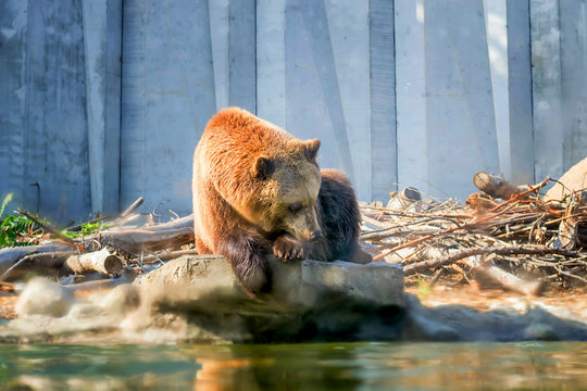 Cherkasy, Ukraine. 09/29/2019. The brown bear washes near the pond. An adult. Sits on a rock and rubs his muzzle. Zoo Cherkasy in Ukraine.