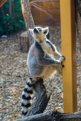 Adult Madagascar lemur at the zoo. He sits on a dry branch. View.