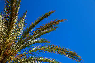 palm branches under the blue sky