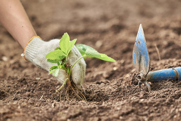 Woman hands caring the strawberry plants at the garden.