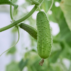 Young green cucumber on a branch in the greenhouse.