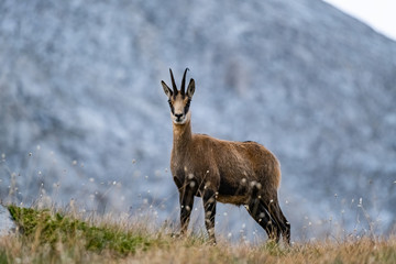 Naklejka na ściany i meble Wild goats in the bulgarian mountains, Pirin national park 