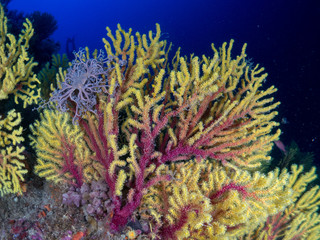 gorgonia in the mediterranean with blue background