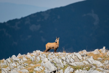 Naklejka premium Wild goats in the bulgarian mountains, Pirin national park 