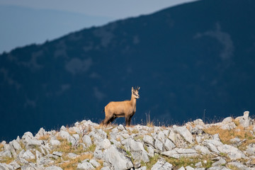 Fototapeta premium Wild goats in the bulgarian mountains, Pirin national park 