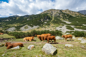Fototapeta na wymiar Landscape with cows in the mountains 