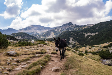 Fototapeta na wymiar Cute black donkey on the mountain road