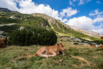 Landscape with cows in the mountains 