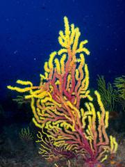 gorgonia in the mediterranean with blue background