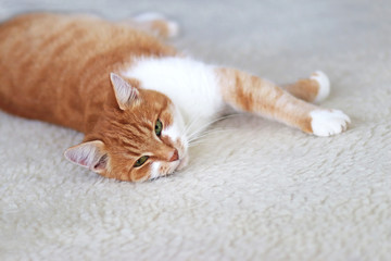 portrait of acat on a sheepskin