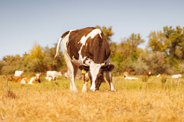 the cow eating the grass on the mountain meadow, grazing on the field to produce organic milk