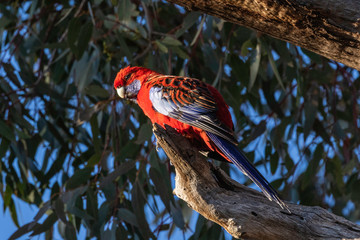 Crimson Rosella