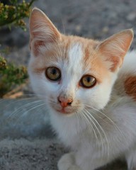 portrait of a orange-headed cat
