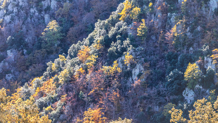 Forest in mountains in bright autumn colorfulness. Beauty of the autumn, landscape, mountains.  