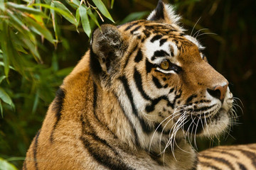 Sibirischer Tiger (Panthera tigris altaica)