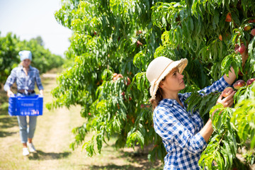 Woman farmer harvesting peaches