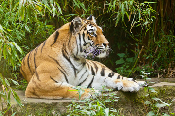 Sibirischer Tiger (Panthera tigris altaica)