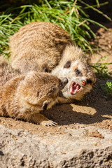 Fototapeta premium Erdmännchen (Suricata suricatta)