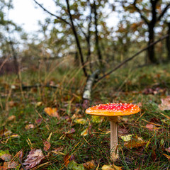 Autumn mushroom 5: fly agaric