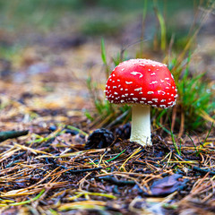 Autumn mushroom 3: fly agaric