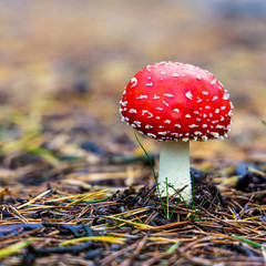 Autumn mushroom 2: fly agaric